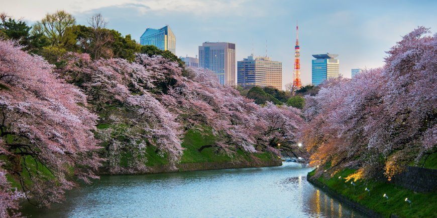 Sakura i Tokyo