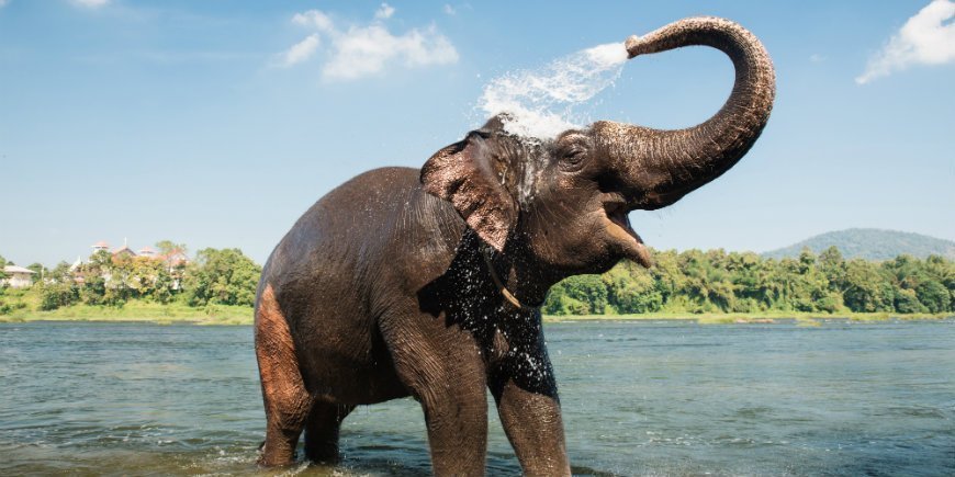 elefant bader i flod