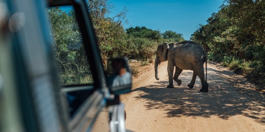 oplev elefanter på safari